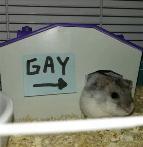 gay hamster|The Gay Hamster (Short 2012)